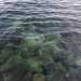 Per tuffarsi cos da una costa scogliosa, senza sabbia, ma profumata e lambita da unacqua dai riflessi verdi e blu